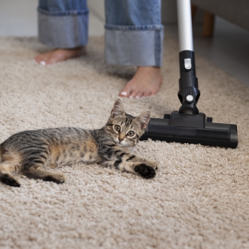 Pets em Casa? Veja Por Que a limpeza de tapete bh Deve Ser Mais Frequente